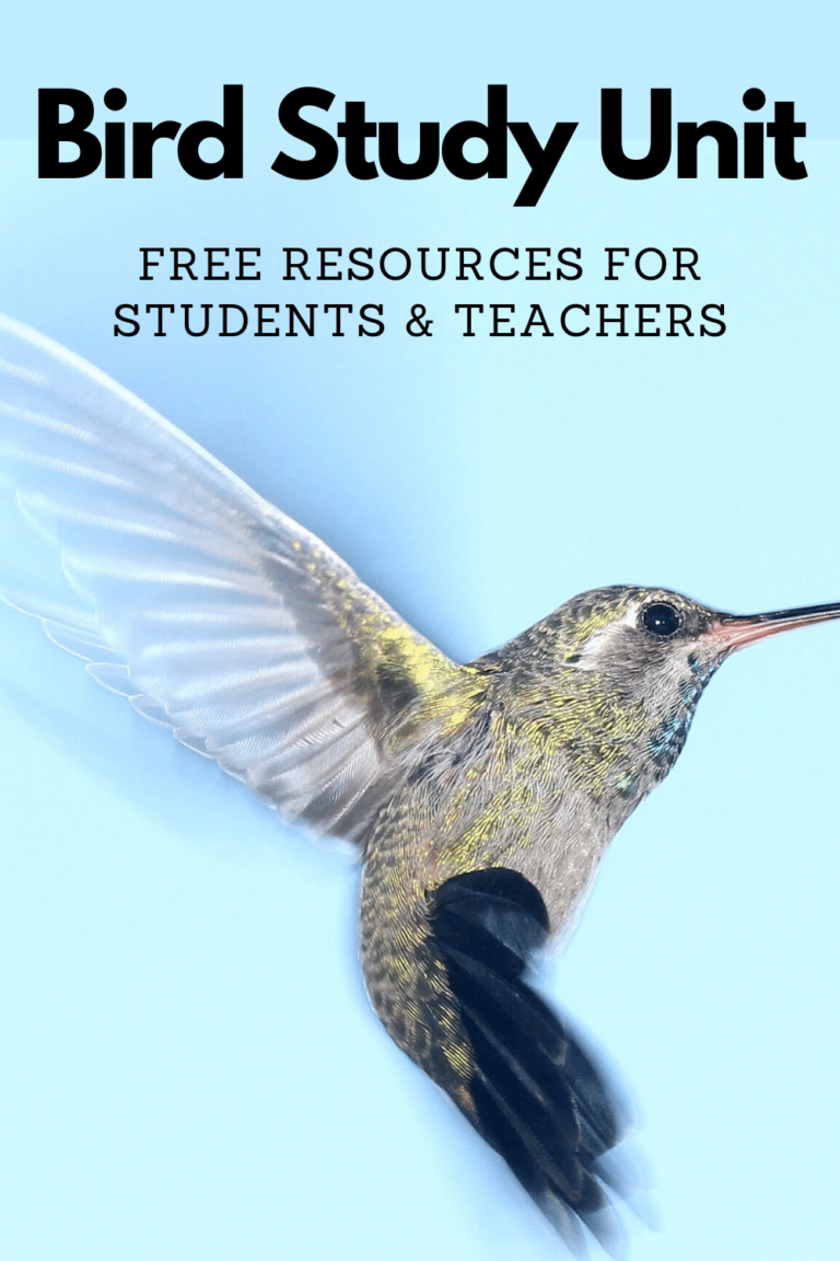 Bird Study Unit; Free Resources and Activities for Elementary Age Students #mosswoodconnections #science #animalscience #education #homeschooling #birdstudyunit