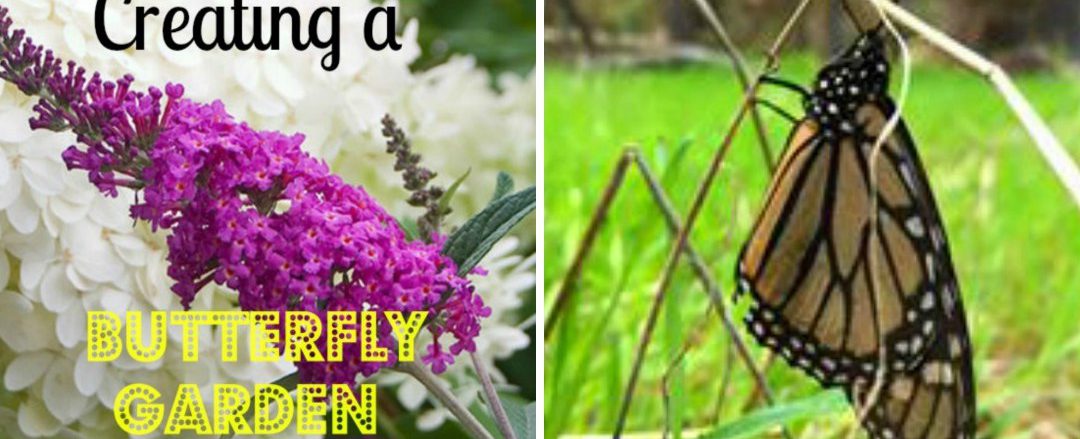 Creating a Butterfly Garden #mosswoodconnections #science #butterfly #studyuniy #education #homeschool