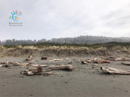 Finding driftwood to make art. #mosswoodconnections