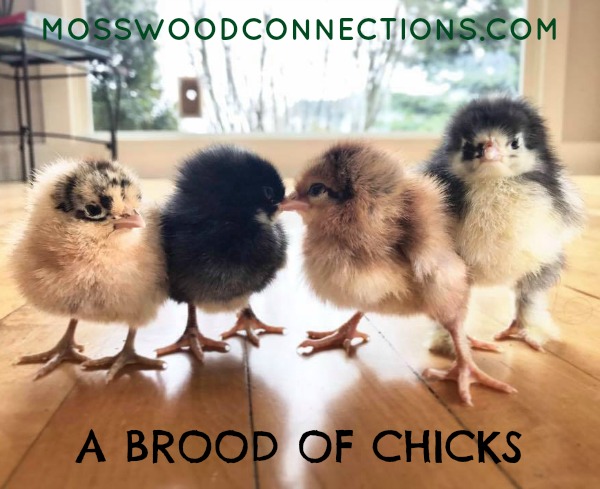 A Brood of Chicks Learning Games & Crafts: Creative Collective Nouns #mosswoodconnections #feelings #collectivenouns #educational #homeschooling